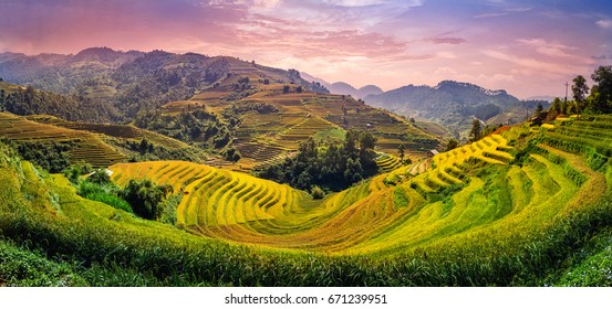 Green Rice fields on Terraced in Muchangchai, Vietnam Rice fields prepare the harvest at Northwest Vietnam.Vietnam landscapes.