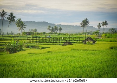 Green rice fields plantation with coconut trees and little hut. Beautiful landscape view of Countryside. Perfect for agricultural background or wallpaper. 