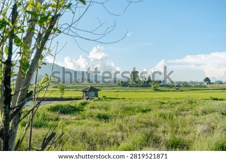 Green Rice Fields with Small Hut and Mountain Landscape Under Blue Sky