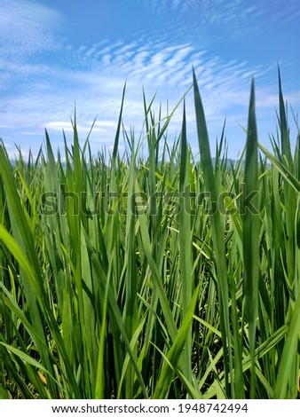 Foto Bild Grün unter Blau Wiese grün