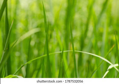 zoom virtual background grass download