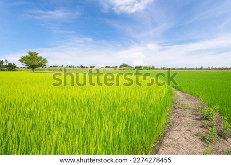 Green rice paddy field plantation in Asia against a beautiful blue sky 