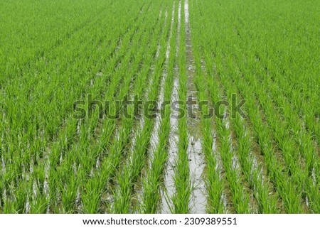 Green rice seedlings in a paddy field with beautiful sky