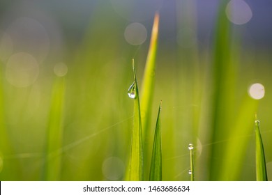 1,072 Rice water stalks Images, Stock Photos & Vectors | Shutterstock