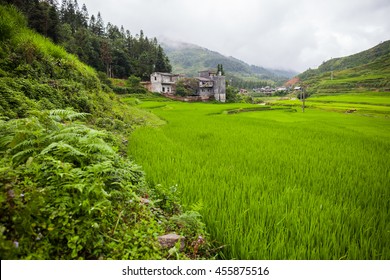 Green rice terrace in farm on mountain view with house at rainy season under cloudy sky located at north of Vietnam 