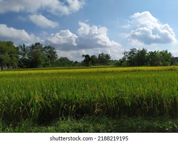 7,580 Ricefield Stock Photos, Images & Photography 