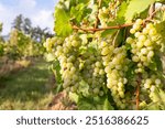 Green riesling wine grapes growing on vine, vineyard in Trier, Moselle Valley Germany, landscape and agriculture, rhineland palatine 