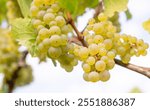 Green riesling wine grapes growing on vine, vineyard in Trier, Moselle Valley Germany, landscape and agriculture, rhineland palatine 