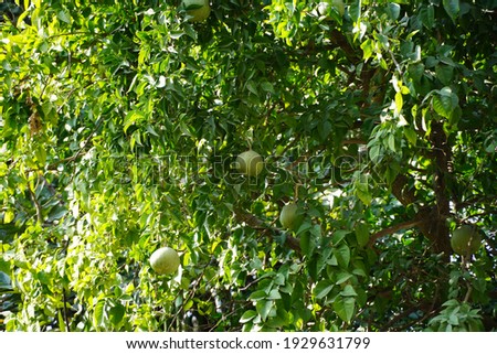 Green ripe fruits on a tree in sunlight. Horizontal shot. Bunch of green fruits hang on tree. HDG