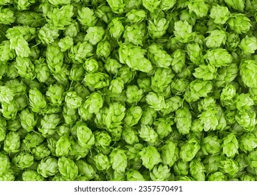 Green ripe hop cones for brewery and bakery as background, top view. Fresh green hops. - Powered by Shutterstock