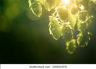 Green ripe hop cones on plantation against bright summer sunlight.