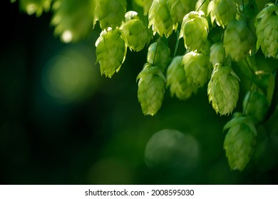 Green ripe hop cones on the plantation on black background in backlit. - Shutterstock ID 2008595030
