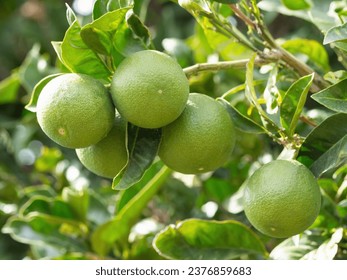Green ripe lime fruit (Citrus aurantifolia) grow on tree branch. Fresh bunch of natural fruits growing in homemade garden. Close-up. Organic farming, healthy food, BIO viands, back to nature concept.