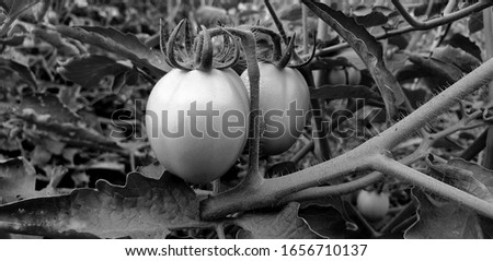 Green ripe tomatoes plants silhouette grown in fresh farm in autumn season. Shallow depth of field. agricultural harvesting concept.