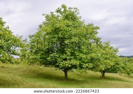 Green ripe walnuts on tree. 
