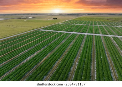 Green ripening agricultural field with growing crop culture in Florida, USA. Farmland landscape in summer season. Farming and agriculture industry
