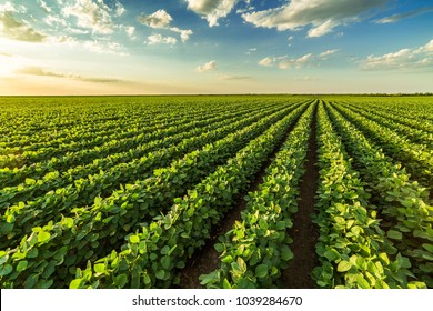 Green ripening soybean field, agricultural landscape - Shutterstock ID 1039284670