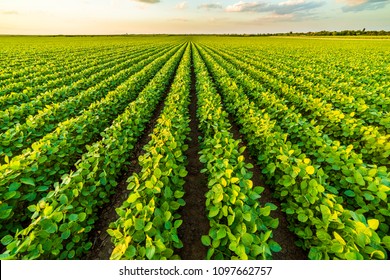 65,182 Bean Field Stock Photos, Images & Photography | Shutterstock