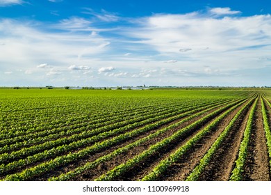 Green ripening soybean field, agricultural landscape - Shutterstock ID 1100969918