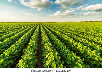 67,401 Field beans Images, Stock Photos & Vectors | Shutterstock