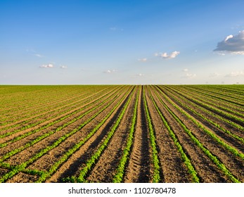 Green ripening soybean field, agricultural landscape - Shutterstock ID 1102780478
