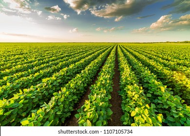 Green ripening soybean field, agricultural landscape - Shutterstock ID 1107105734
