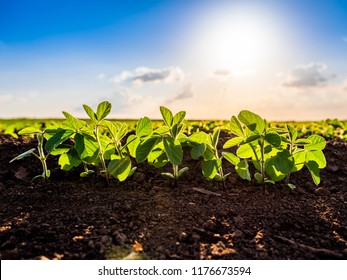 Green ripening soybean field, agricultural landscape - Shutterstock ID 1176673594