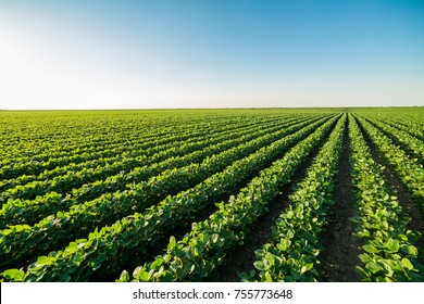 Green ripening soybean field, agricultural landscape - Shutterstock ID 755773648