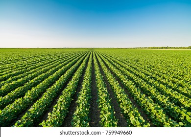 Green ripening soybean field, agricultural landscape - Shutterstock ID 759949660