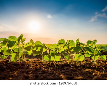 Green ripening soybean plants. Agricultural landscape - Shutterstock ID 1289764858