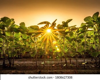 pulses plant images stock photos vectors shutterstock https www shutterstock com image photo green ripening soybean plants agricultural landscape 1808627308