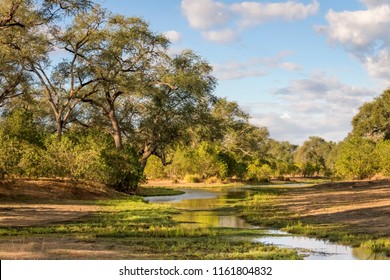 Green river bed landscape in Mana Pools Zimbabwe with blue sky and clouds in background