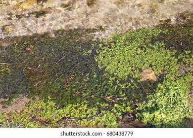 Green and rocks