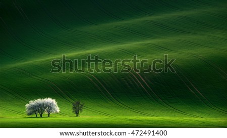 Green Rolling Spring Landscape With Small Apple Tree. Fairy Minimalistic Landscape With White Springtime Flowering Tree On Green Background. Natural Rural Landscape In Green Color. South Moravia. 