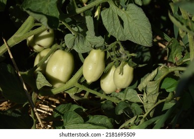 Green Roma Tomatoes On A Tomato Plant