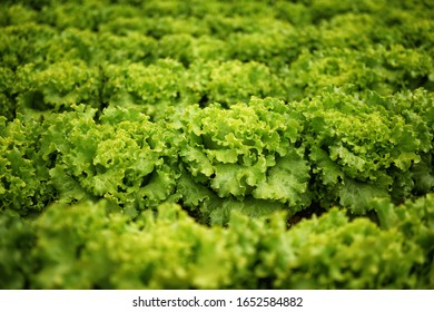 Green Romaine Lettuce Field Closeup