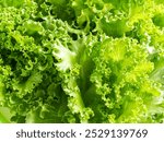 Green romaine lettuce leaves background farm plant growth garden vegetale salad, raw food fresh for diet good haelth, organic begetatial natural summer nature leaf farming market store.