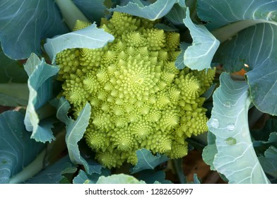 Green Romanesco Cauliflower