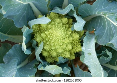 Green Romanesco Cauliflower