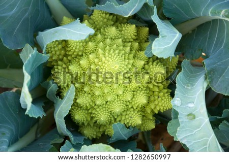 Green Romanesco cauliflower