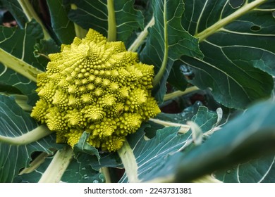 Green romanesco cauliflower growing in organic ecological garden