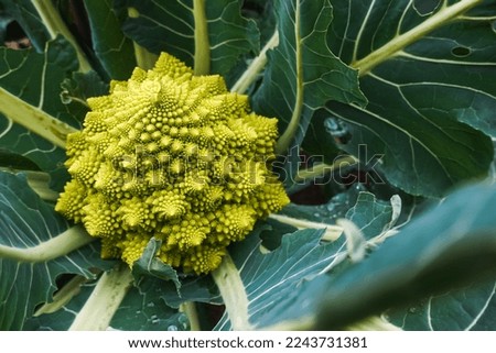 Green romanesco cauliflower growing in organic ecological garden