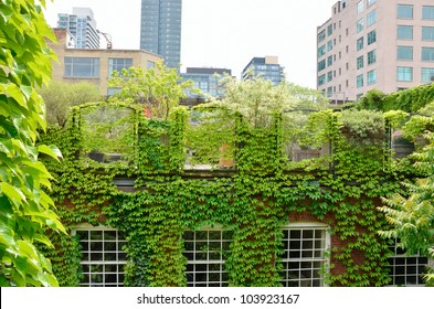 Green Roof Garden In Urban Setting