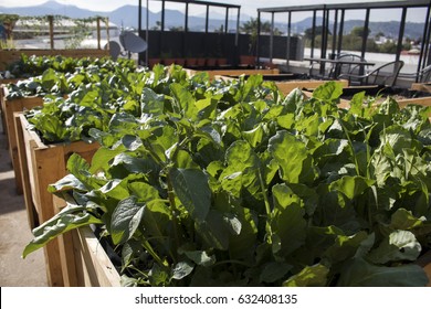 Green Roof Or Living Roof 