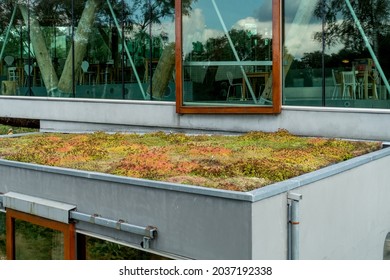 Green roof on a building in front of a big window - Shutterstock ID 2037192338