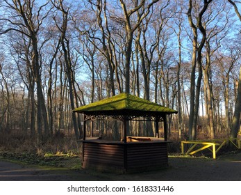 Crooked Tree Stock Photos Images Photography Shutterstock