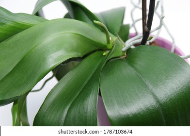 Phalaenopsis Flower Spike Images Stock Photos Vectors Shutterstock,Chinese Gender Calendar