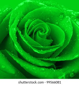 Green Rose