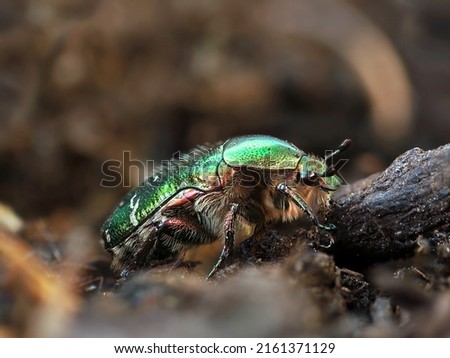 green rose chafer, Cetonia aurata, crawling on soil, detail macro shot of a green beetle