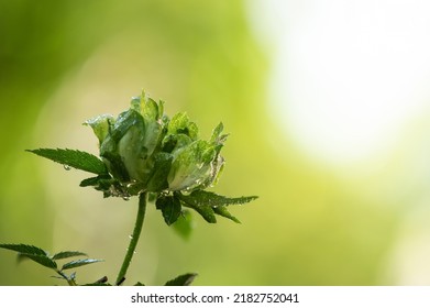 Green rose or concourse rose on bokeh nature background. - Shutterstock ID 2182752041